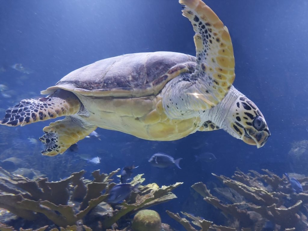 tartaruga marina Oceanografico di Valencia