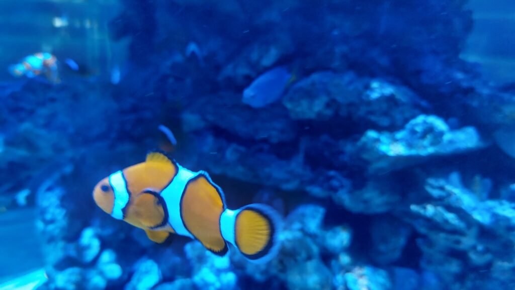 oceanografico pez