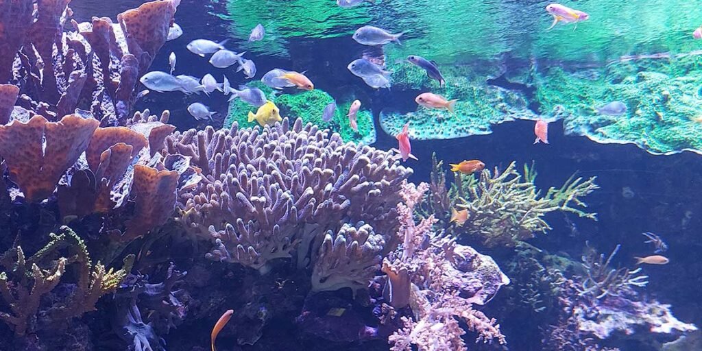 visitar-oceanografico-valencia