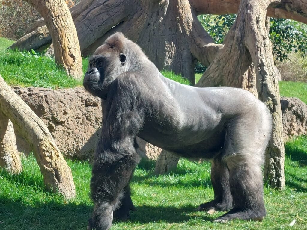animali del Bioparc di Valencia