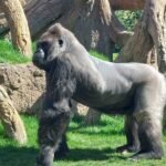 Bioparco di Valencia: lo zoo senza sbarre 1 animali del Bioparc di Valencia