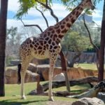 Bioparco di Valencia: lo zoo senza sbarre 3 bioparc 3