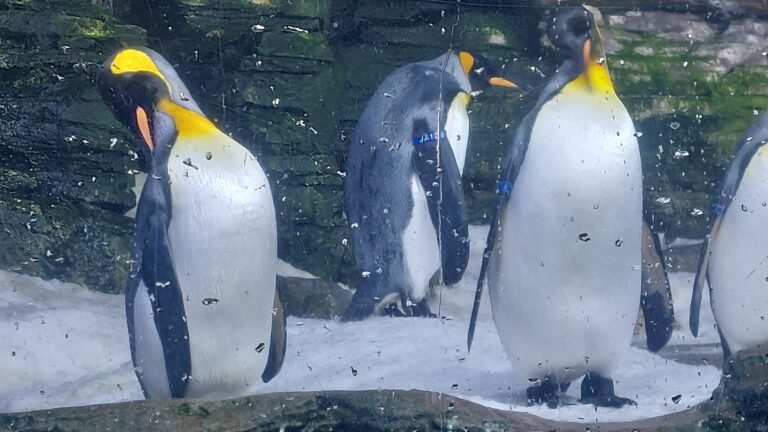 pinguini reali Oceanografic